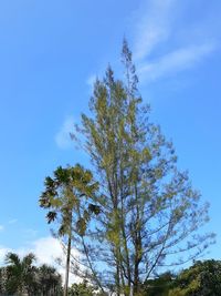 Low angle view of trees against sky