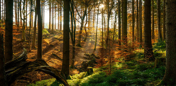 Pine trees in forest