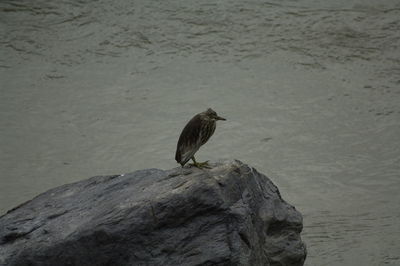 Bird perching on rock