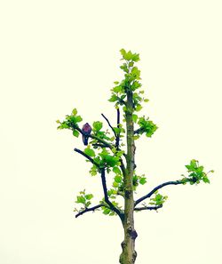 Low angle view of plant against clear sky