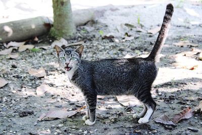 Portrait of cat on field