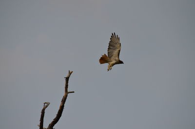 Low angle view of eagle flying in sky