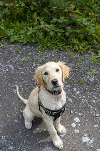 A young golden retriever puppy at play