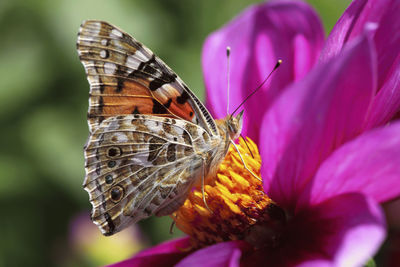 Close-up of butterfly pollinating on purple flower