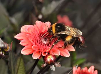 Close-up of bee pollinating on flower