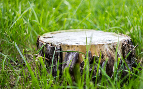 Plant growing on grassy field