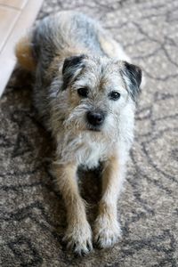 Portrait of dog lying down