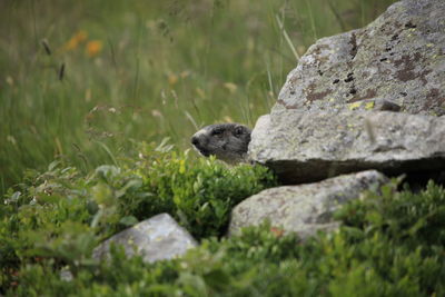 High angle view of lizard on rock