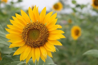 Close-up of sunflower