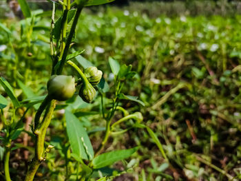 Close-up of flower growing on field