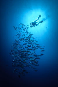 View of fish in sea