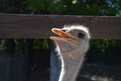 Close-up of bird against blurred background