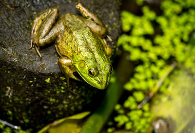 Close-up of frog on leaf