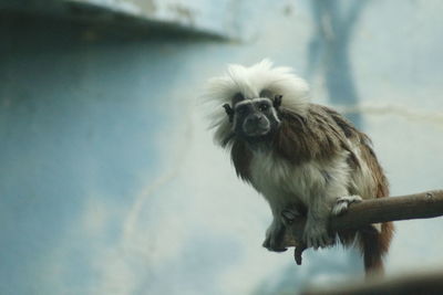 Portrait of a monkey on branch