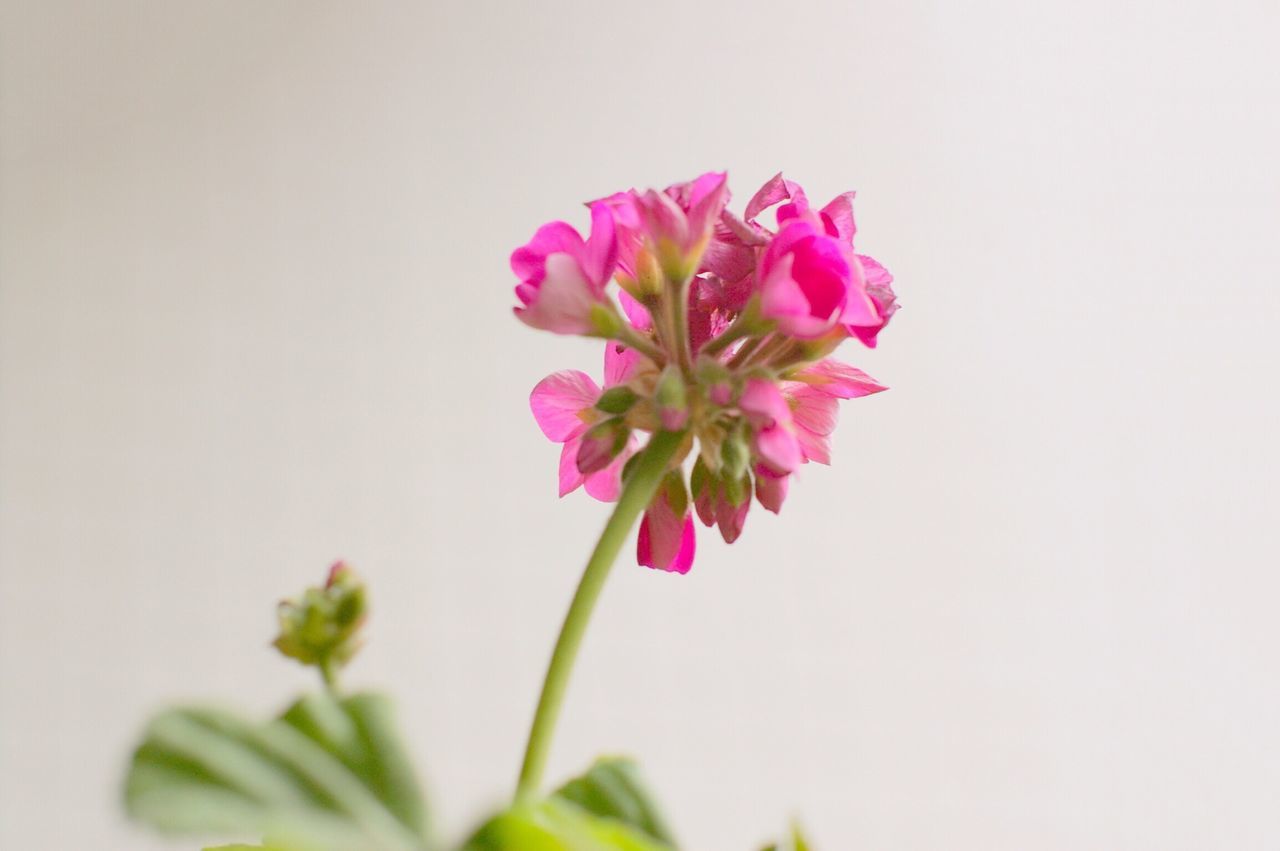 flower, petal, freshness, fragility, flower head, beauty in nature, growth, copy space, pink color, stem, white background, studio shot, nature, close-up, blooming, single flower, blossom, in bloom, plant, clear sky