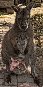 Close-up of baby wallaby in mother's pouch