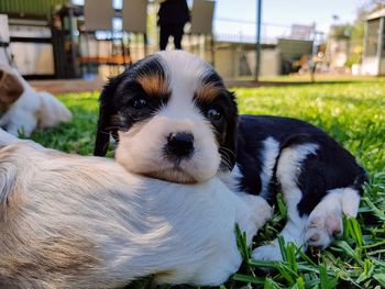 Close-up of dog on grass