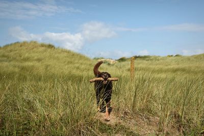 Portrait of dog with stick in field 