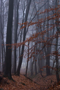 Trees in forest during autumn