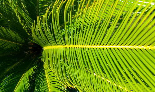 Full frame shot of palm tree