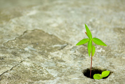 Close-up of young plant against blurred background