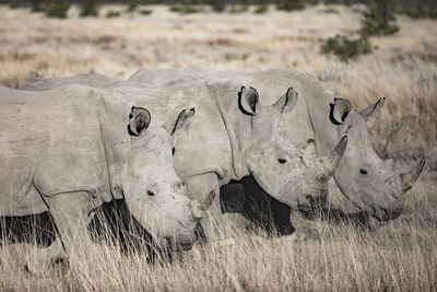 Rhinoceros on field