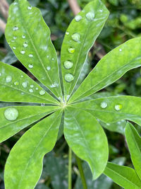 Close-up of raindrops on leaves