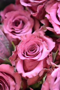 Close-up of pink roses blooming outdoors