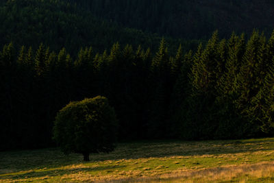 Pine trees in forest