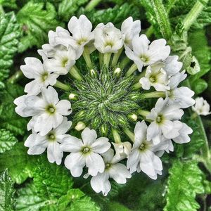 Close-up of flowers