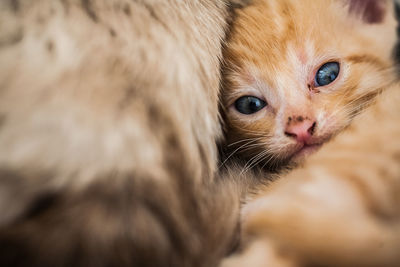 Close-up portrait of a kitten