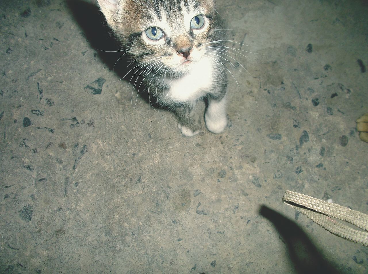 domestic cat, feline, high angle view, domestic animals, pets, portrait, no people, mammal, animal themes, indoors, day