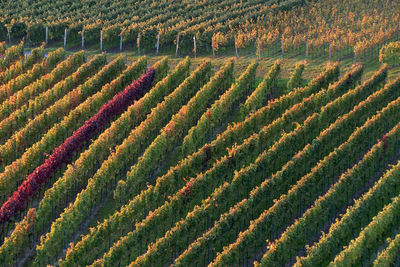 High angle view of vineyard