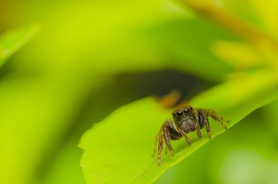 Close-up of insect on leaf