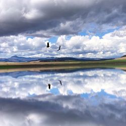 Bird flying over water against cloudy sky