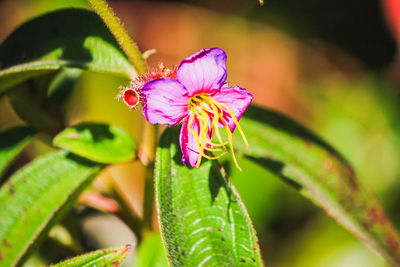 Close-up of pink flowering plant