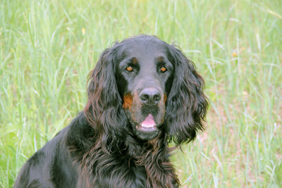 Close-up portrait of dog on field, gordon setter 