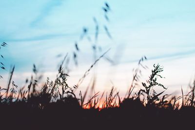 Close-up of silhouette plants on field against sky during sunset