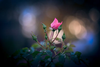 Close-up of pink rose plant