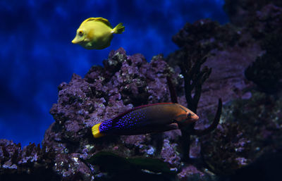 Fish swimming in aquarium