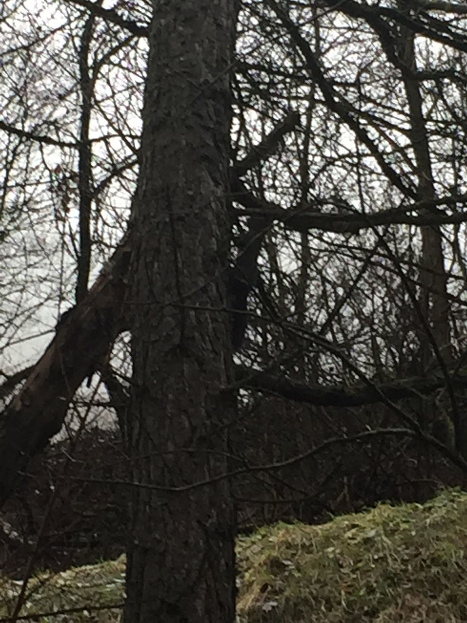 tree, tree trunk, branch, bare tree, tranquility, nature, forest, growth, woodland, tranquil scene, beauty in nature, sky, low angle view, day, outdoors, no people, scenics, non-urban scene, wood - material, landscape