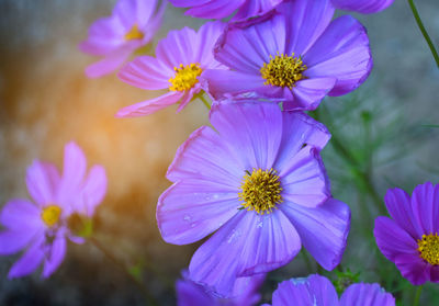 Close-up of pink flowering plants