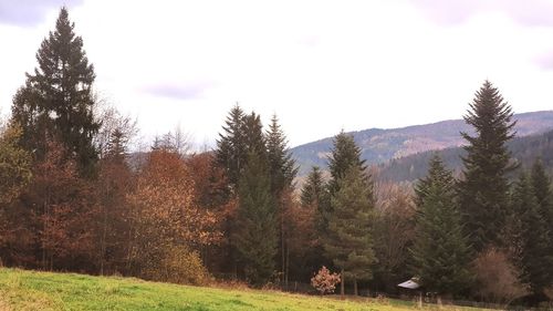 Scenic view of trees on field against sky