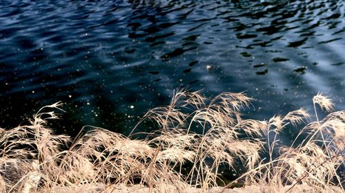 High angle view of plants by calm lake