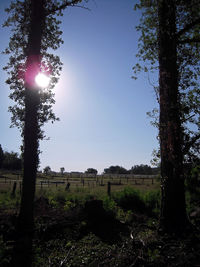 Trees on field against sky