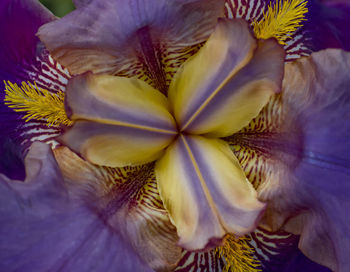 Close-up of purple flowers