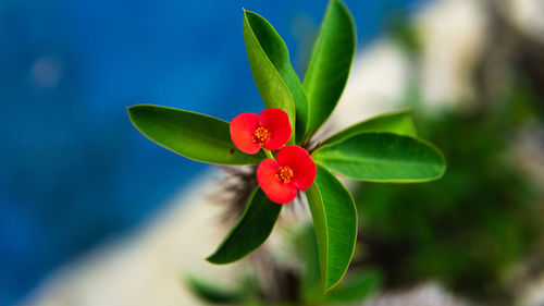 Close-up of red flowering plant