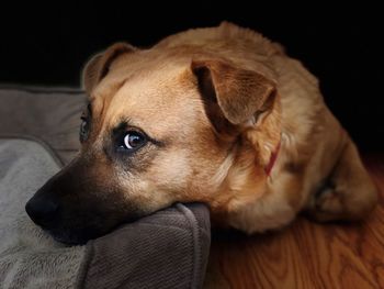 Close-up of dog