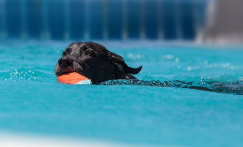 Black labrador retriever swims with a toy in a pool in summer.