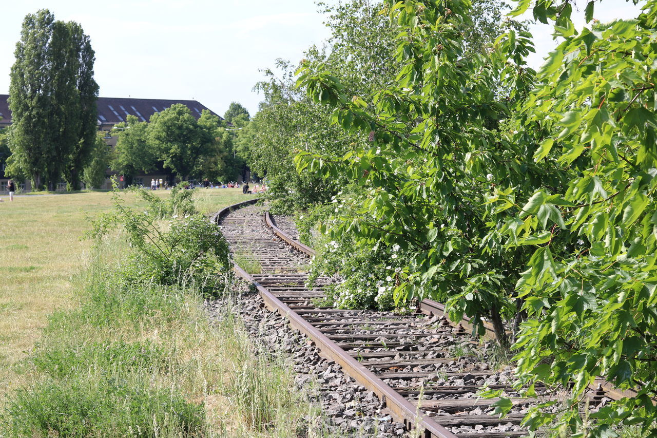 PLANTS GROWING ON RAILROAD TRACK